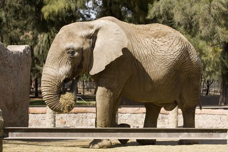 Photo of a large, adult elephant at the Leon Zoo.の写真素材
