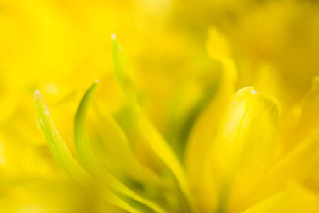 Photo of a daffodil bloom shot up very closeの写真素材