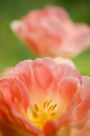 Photo of two pink tulips on a green background.の写真素材