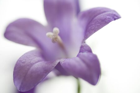 Macro shot of a tiny purple bell flower on white background.の写真素材