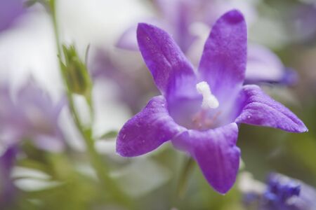 Macro shot of two tiny purple bell flowers.の写真素材