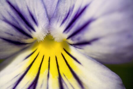 Blue and yellow pansy shot up very close.の写真素材