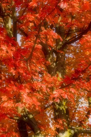 Red maple tree in the autumn sun.