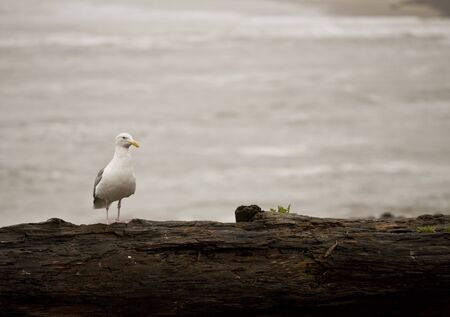 Seagull on driftwood in Seaside Oregon. The Pacific Ocean is in the background.の写真素材
