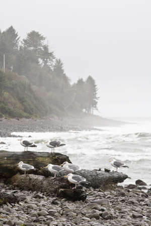 Seagulls on driftwood in Seaside Oregon. The Pacific Ocean is in the background.の写真素材