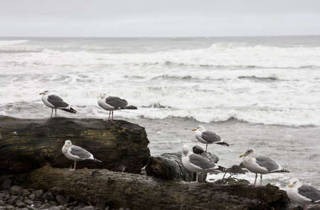 Seagulls on driftwood in Seaside Oregon. The Pacific Ocean is in the background.の写真素材