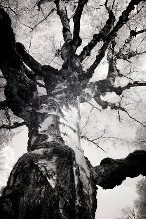 Infrared photo of a birch tree at  Lone Fir Cemetery in Portland, Oregon.