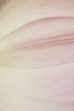 Pink tulip abstract that would make an excellent background.の写真素材