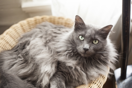Portrait of a gray cat in a basket staring into the camera.の写真素材