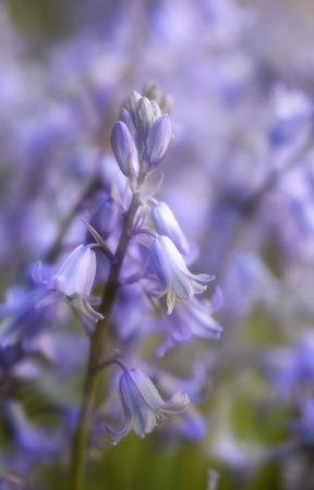 Photo of bluebells shot with a macro lens.の写真素材
