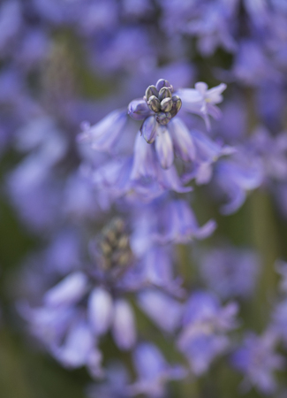 Photo of bluebells shot with a macro lens.の写真素材