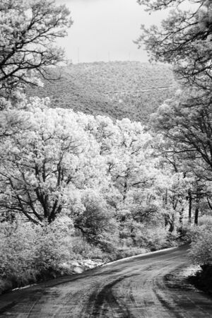 Photo of a snowy and muddy road running through the Gila National Forest. North Fork Walnut Creek Road, just outside of Silver City, New Mexico. Shot with a converted infrared camera.の写真素材