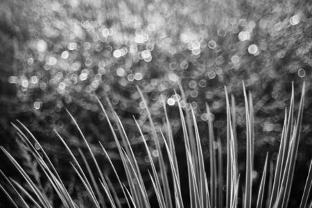 Black and white photo of a yucca with a bubble bokeh background. Shot with a vintage manual focus Meyer-Gorlitz lens (circa 1965) at f2.8 for exaggerated bokeh.の写真素材