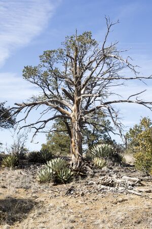 Photo of a dead tree and agaves on the edge of the Gila National Forest near Silver City, New Mexico.の写真素材
