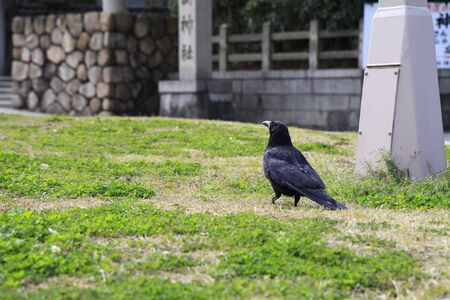 Crowの写真素材