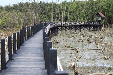 Mangrove forest