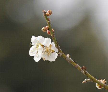  White sakura の写真素材