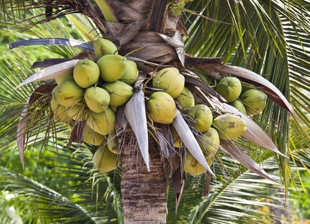 Coconutの写真素材
