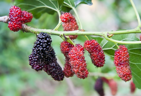 Mulberry の写真素材