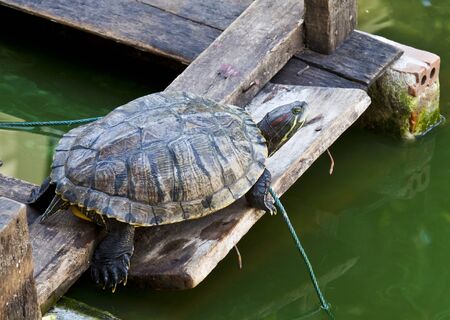 Turtles in the pond of a Thai temple 