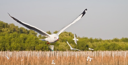 Seagull flying in the blue sky , in thailand の写真素材