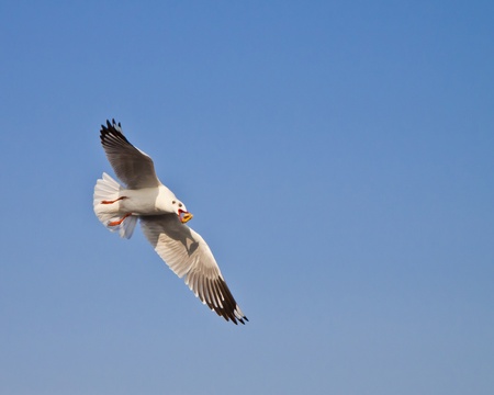 Seagull flying in the blue sky , in thailand 