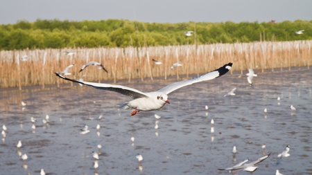 Seagull flying in the blue sky , in thailand の写真素材