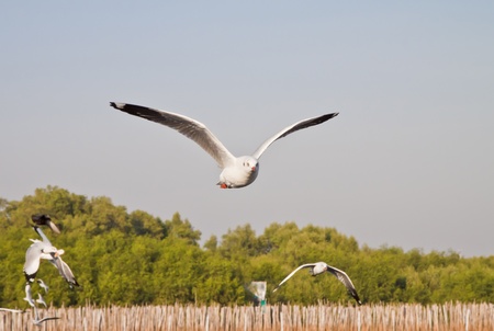 Seagull flying in the blue sky , in thailand の写真素材