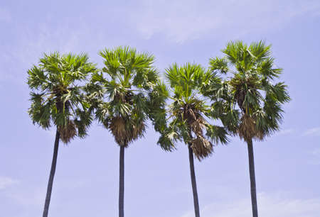 Sugar palm tree and blue sky in thailandの写真素材
