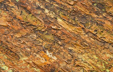 Art oil painting on the surface of the yellow and orange 