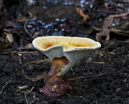 Mushroom growing in the forest at thailand 