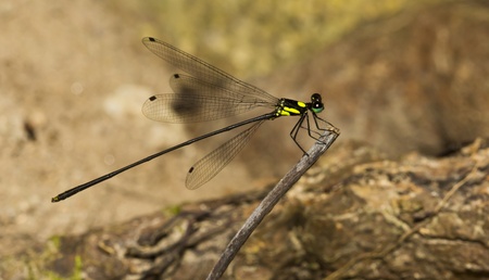 Dragonfly on a dry twig 