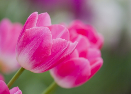 Pink tulips in the garden at Thailand.の写真素材