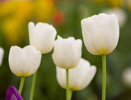 White tulips in the garden at Thailand の写真素材