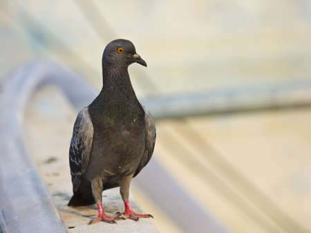 Pigeons on the cement floor の写真素材