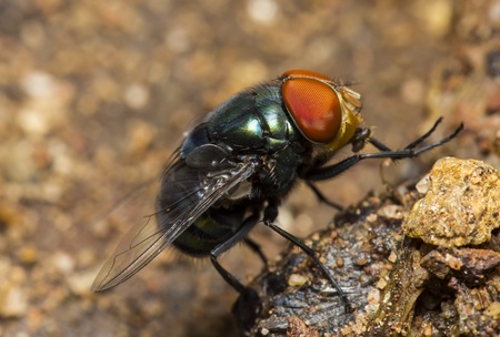 Flies in nature.の写真素材