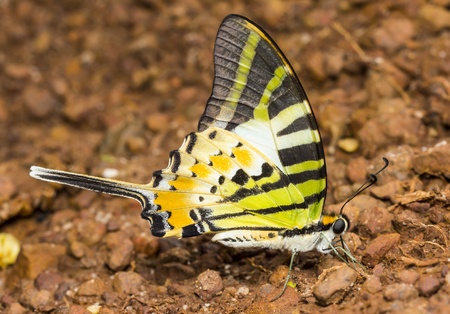 Butterfly was eating minerals.の写真素材