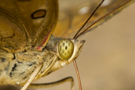 Eye of butterflies close-upの写真素材