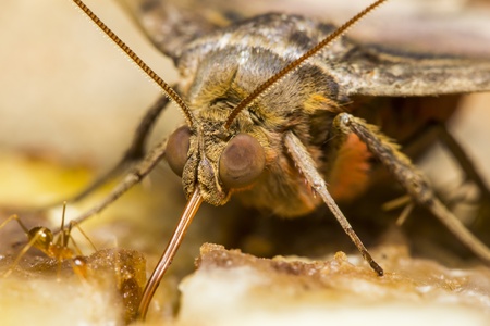 Eye of butterflies close-upの写真素材