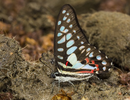 Butterfly eating minerals from animal manure.の写真素材