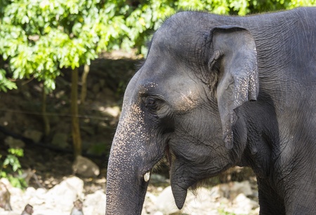 Elephant in nature background.の写真素材