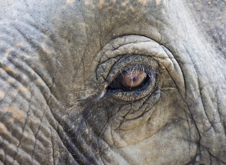Elephant eye closeupの写真素材