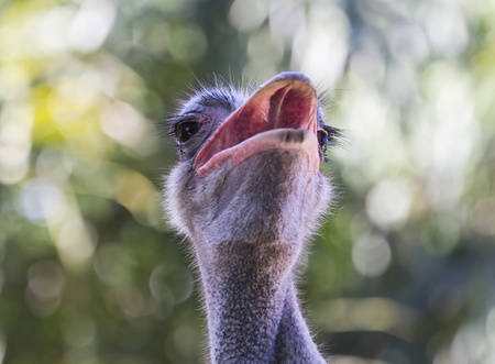 Ostrich face close up.