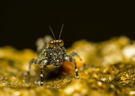 Small black grasshopper macro closeup, in thailandの写真素材