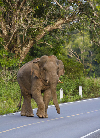 Male Asian Elephant species, Khao Yai National Park.の写真素材