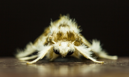 Close up of moth,night butterfly in thailandの写真素材