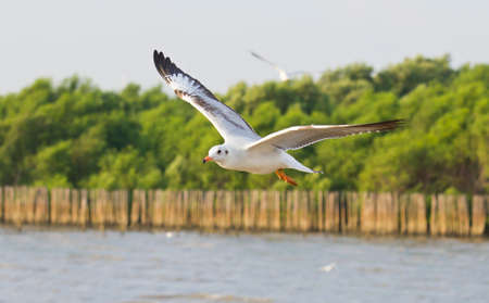 Seagulls are flying, beautiful nature of Thailand.