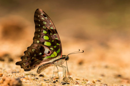 Butterfly on the ground, Nature in thailandの写真素材