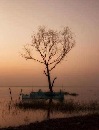 Dead trees in the lake. Thailandの写真素材