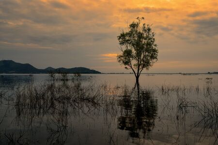Single tree in the lake on sunset.の写真素材